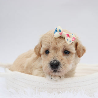 Renee - Available 9/17