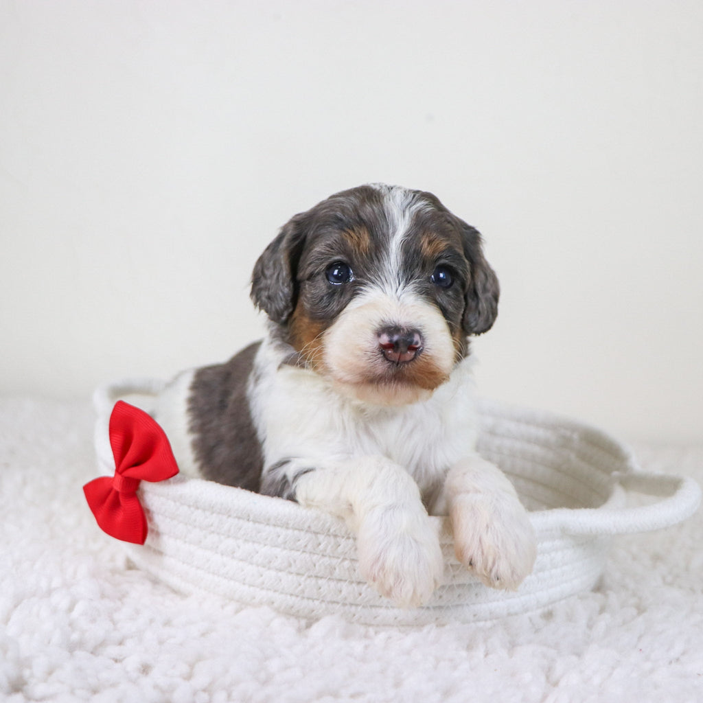 Rhett - Available 11/12