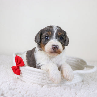 Rhett - Available 11/12