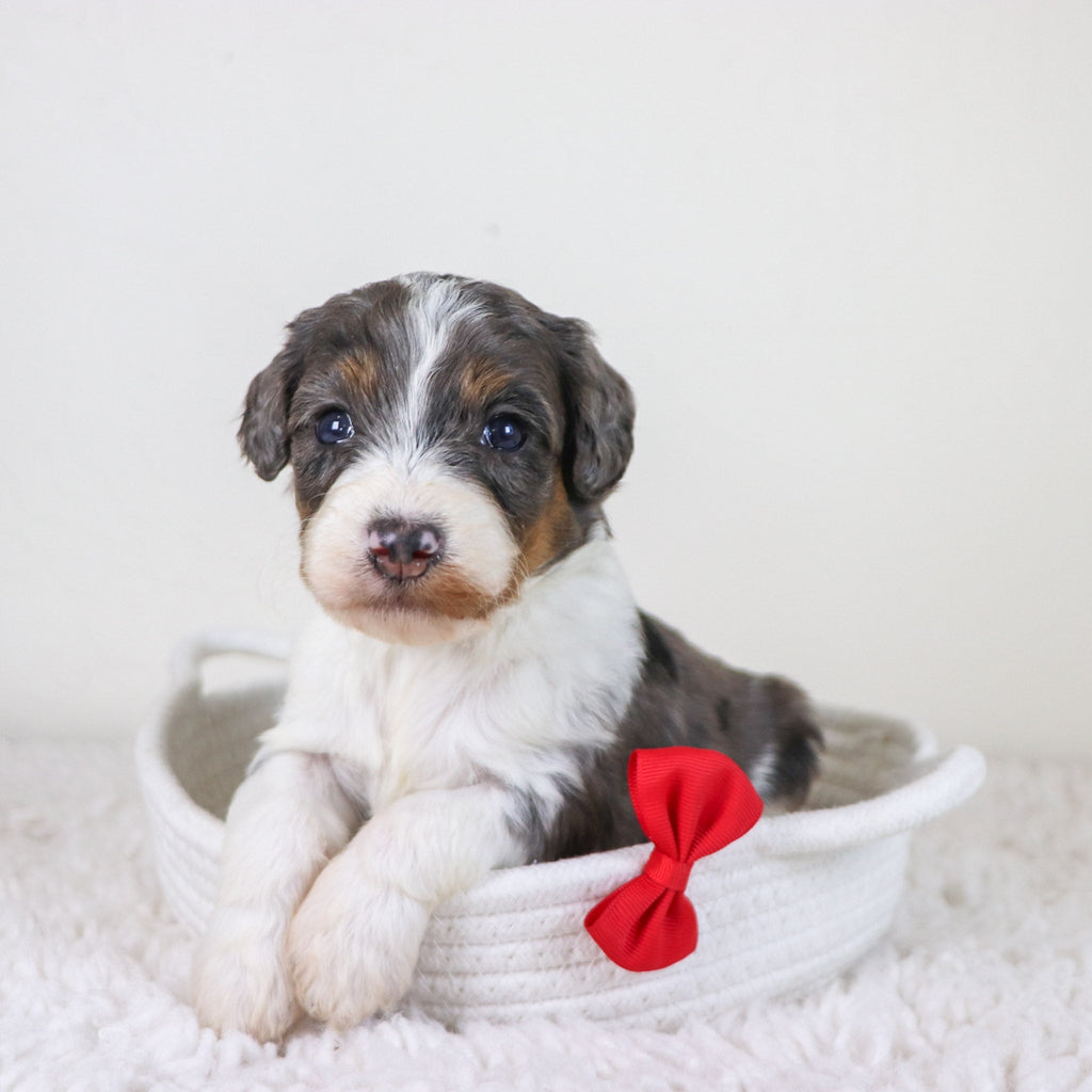 Rhett - Available 11/12