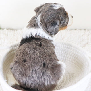 Rhett - Available 11/12