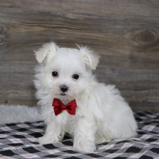 Roan - Available 1/8