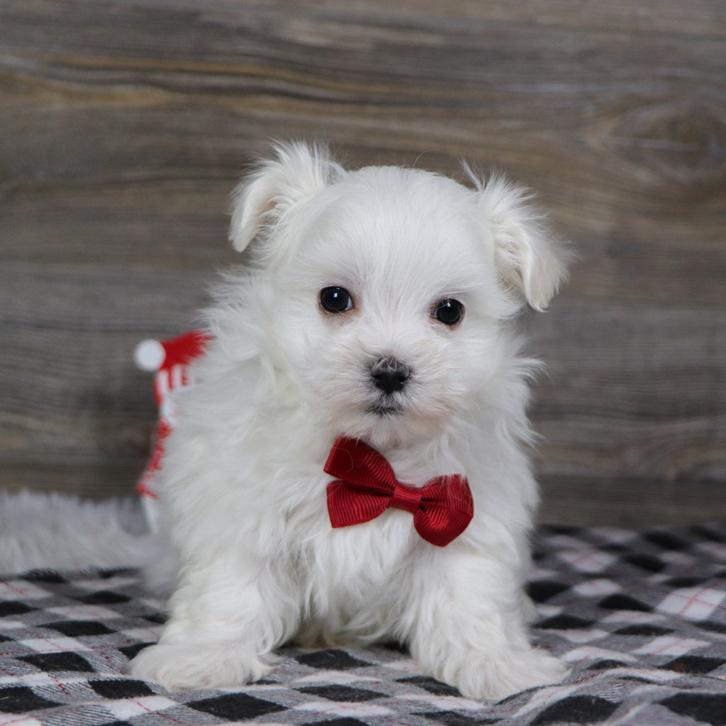 Roan - Available 1/8