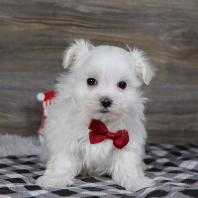 Roan - Available 1/8