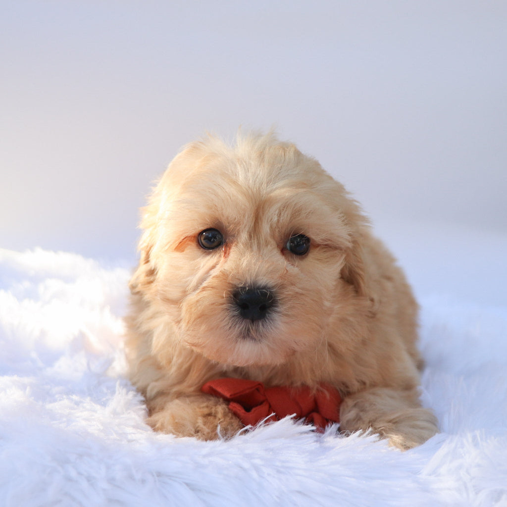 Roland - Available Now