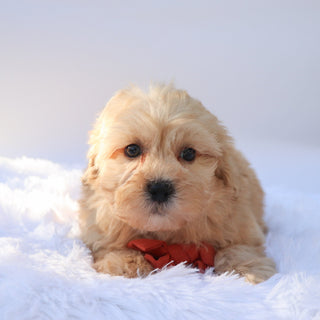 Roland - Available Now