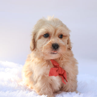 Roland - Available Now