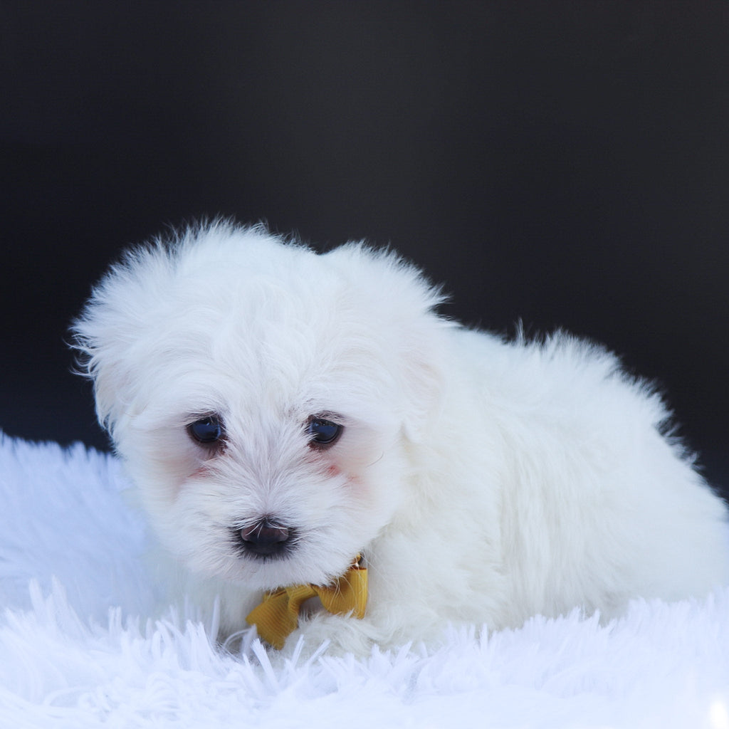 Ron - Available Now