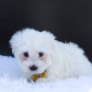 Ron - Available Now