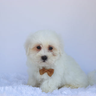 Ron - Available Now
