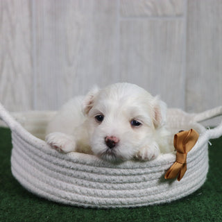 Puppies for sale in Stoneville