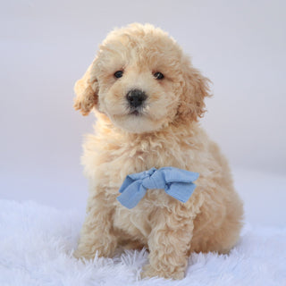 Ronan - Available 9/17