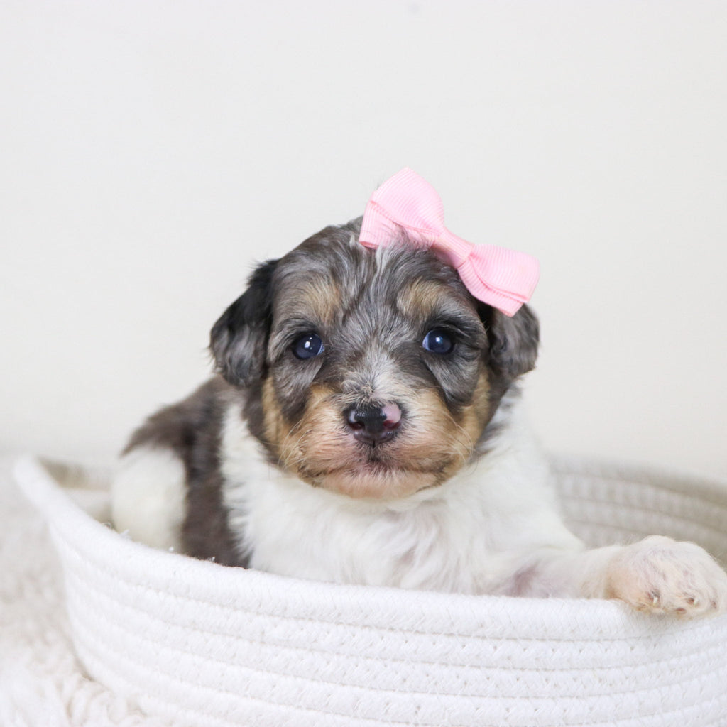 Rosaria - Available 11/12