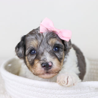 Rosaria - Available 11/12