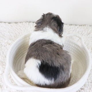 Rosaria - Available 11/12