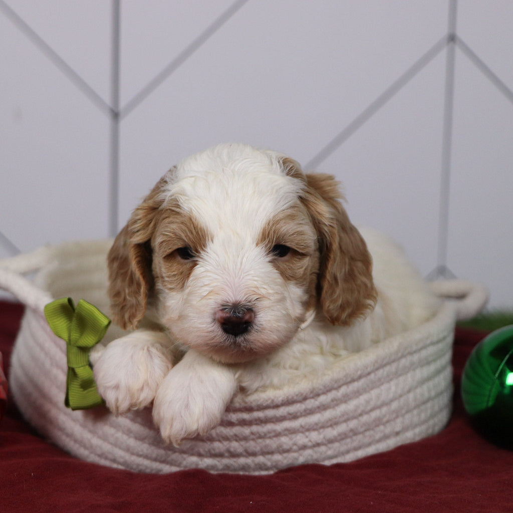 Ross - Available 1/14