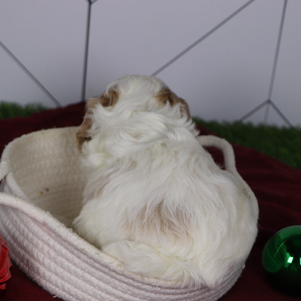 Ross - Available 1/14