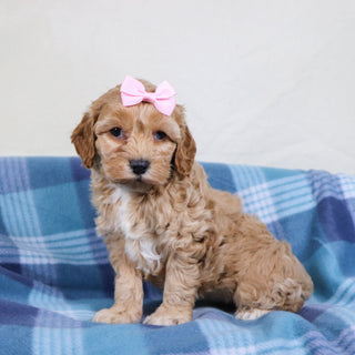 Roxanne - Available 1/22