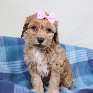 Roxanne - Available 1/22