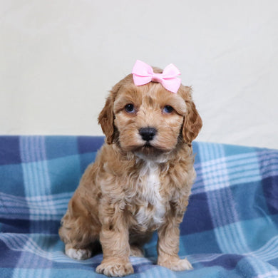 Roxanne - Available 1/22