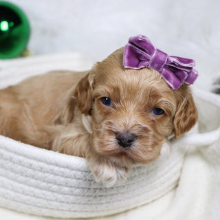 Roxanne - Available 1/22