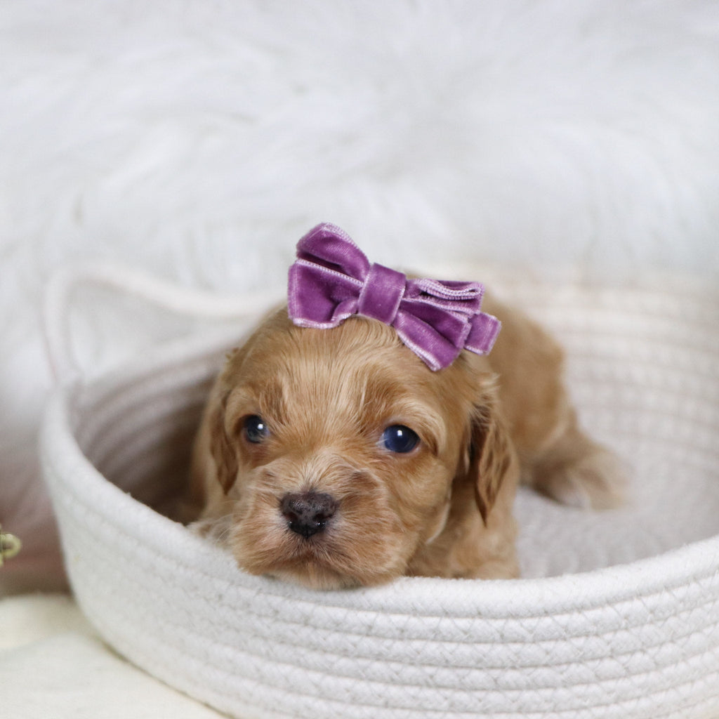 Roxanne - Available 1/21