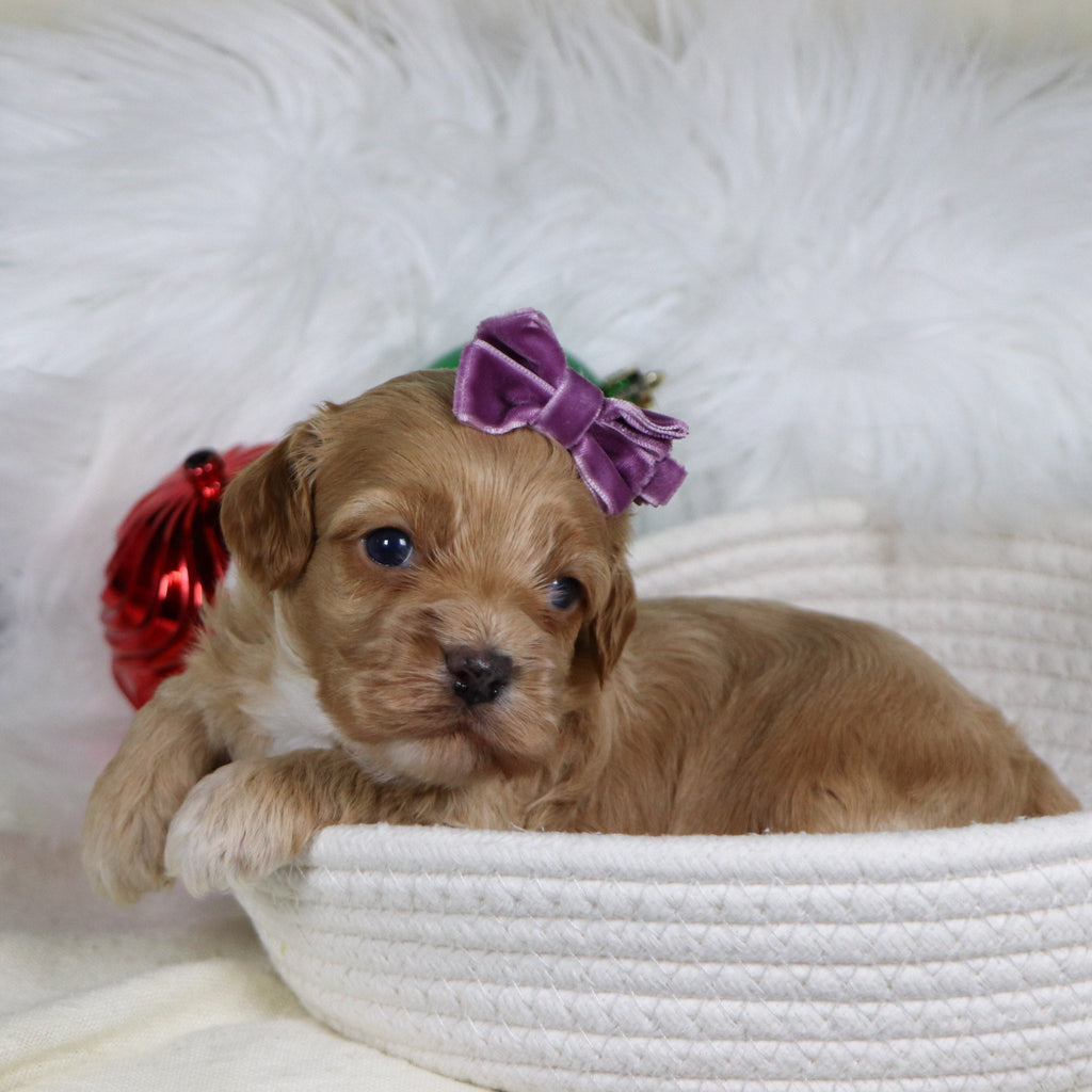 Roxanne - Available 1/22