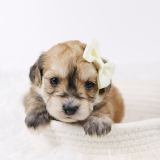 Roxi - Available 11/26