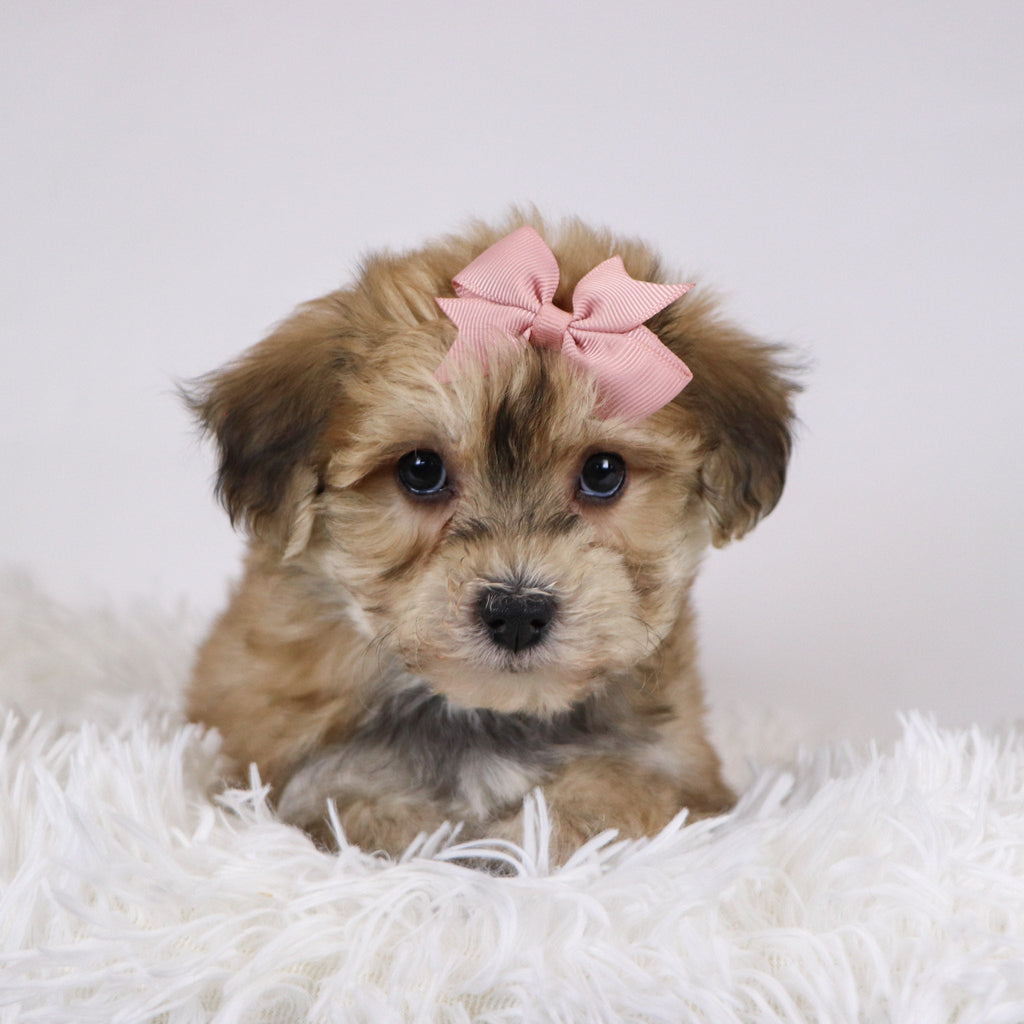 Roxi - Available 11/26