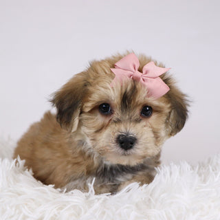 Roxi - Available 11/26