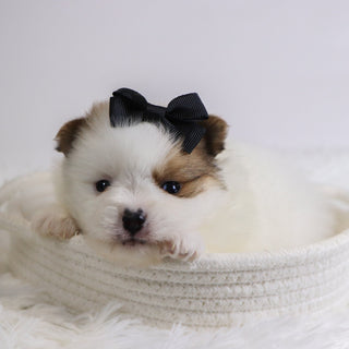 Roxi - Available 12/3