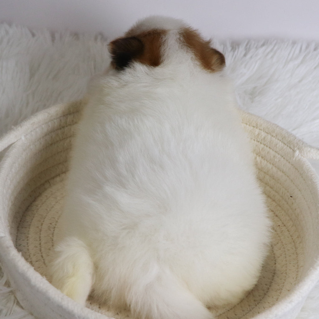 Roxi - Available 12/3