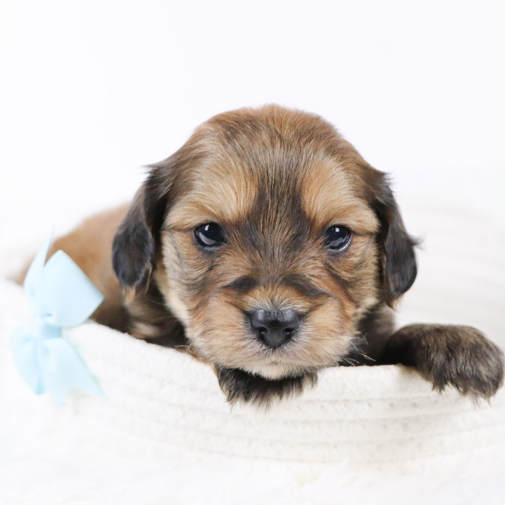 Ryse - Available 11/26