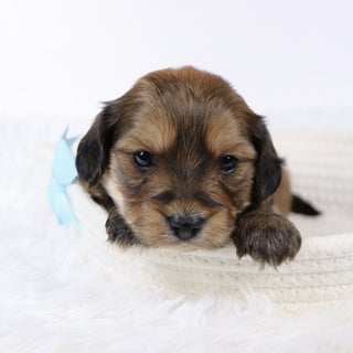 Ryse - Available 11/26