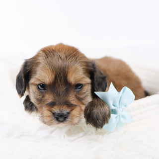 Ryse - Available 11/26