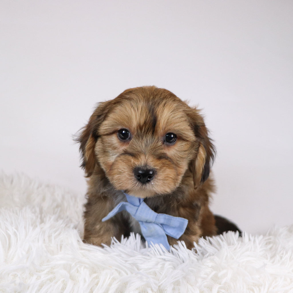 Ryse - Available 11/26