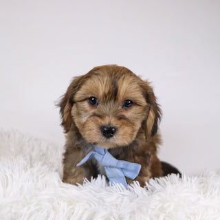 Ryse - Available 11/26