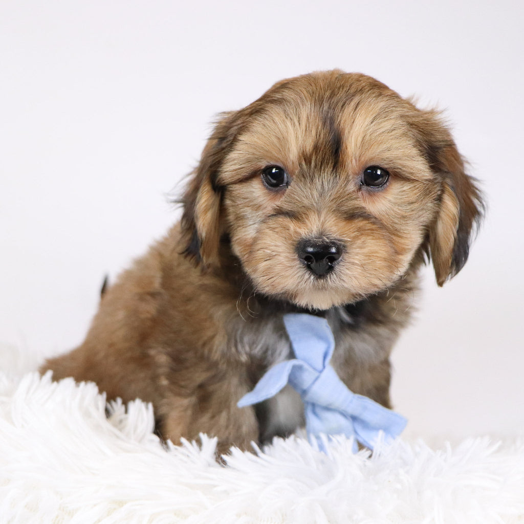 Ryse - Available 11/26