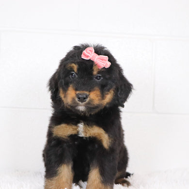 Sade - Available Now