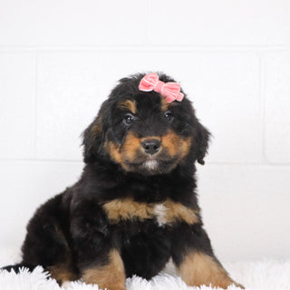 Sade - Available Now