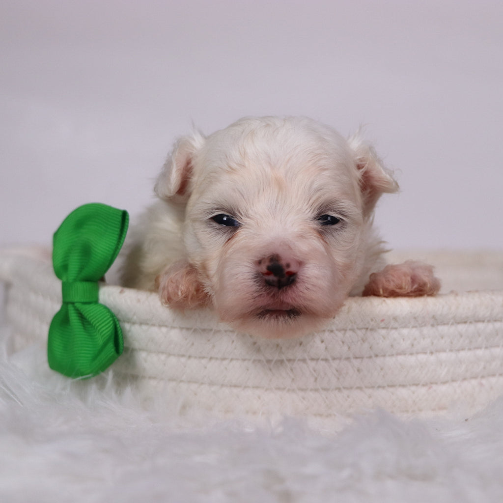 Saige - Available Now