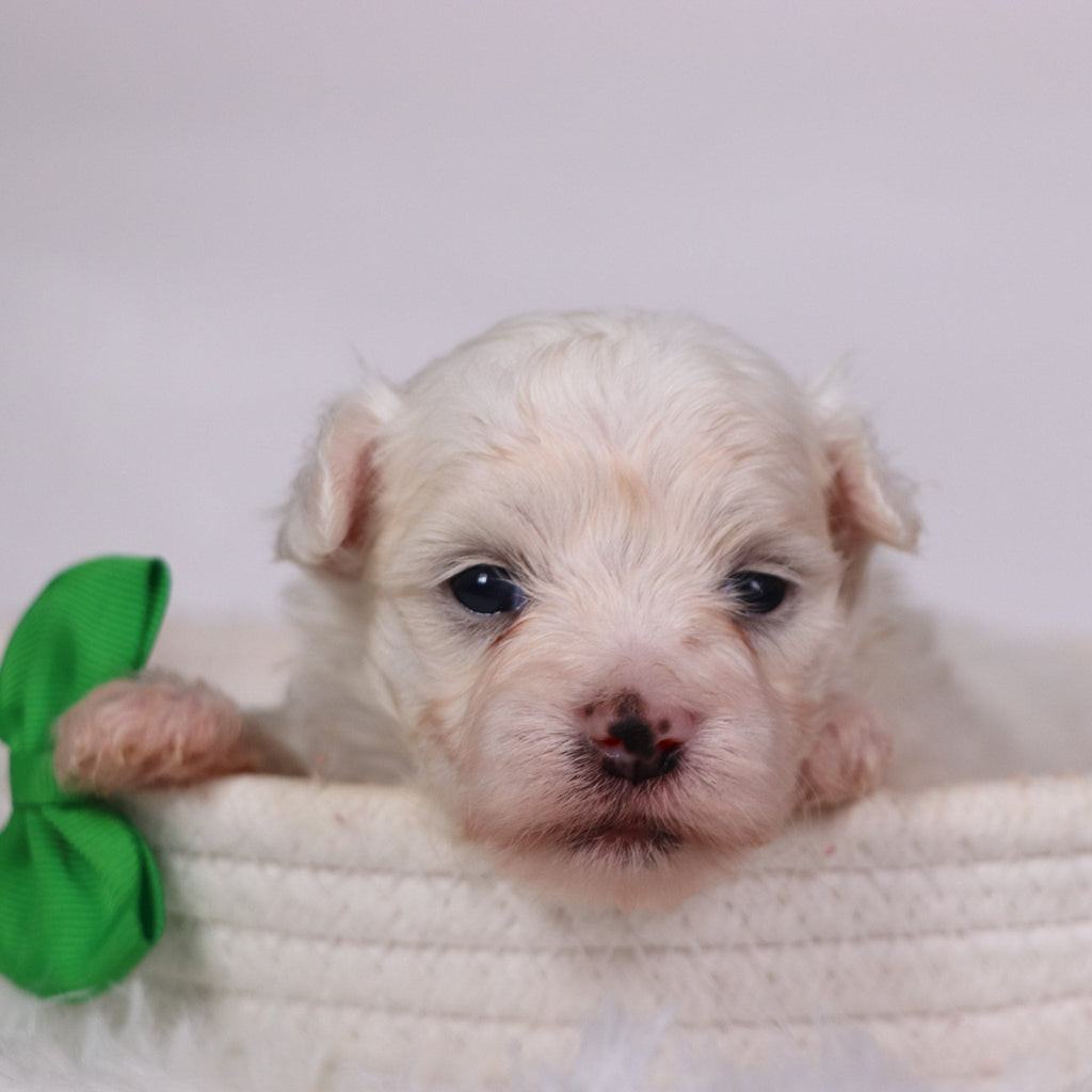 Saige - Available Now