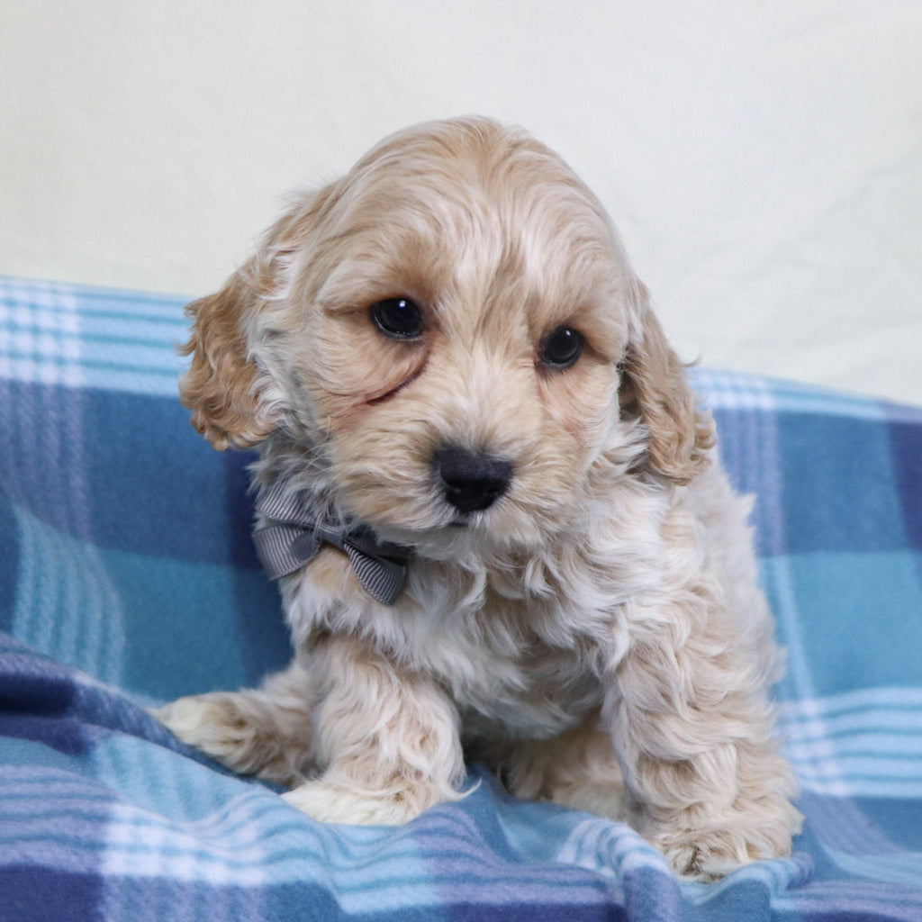 Sanford - Available 1/15