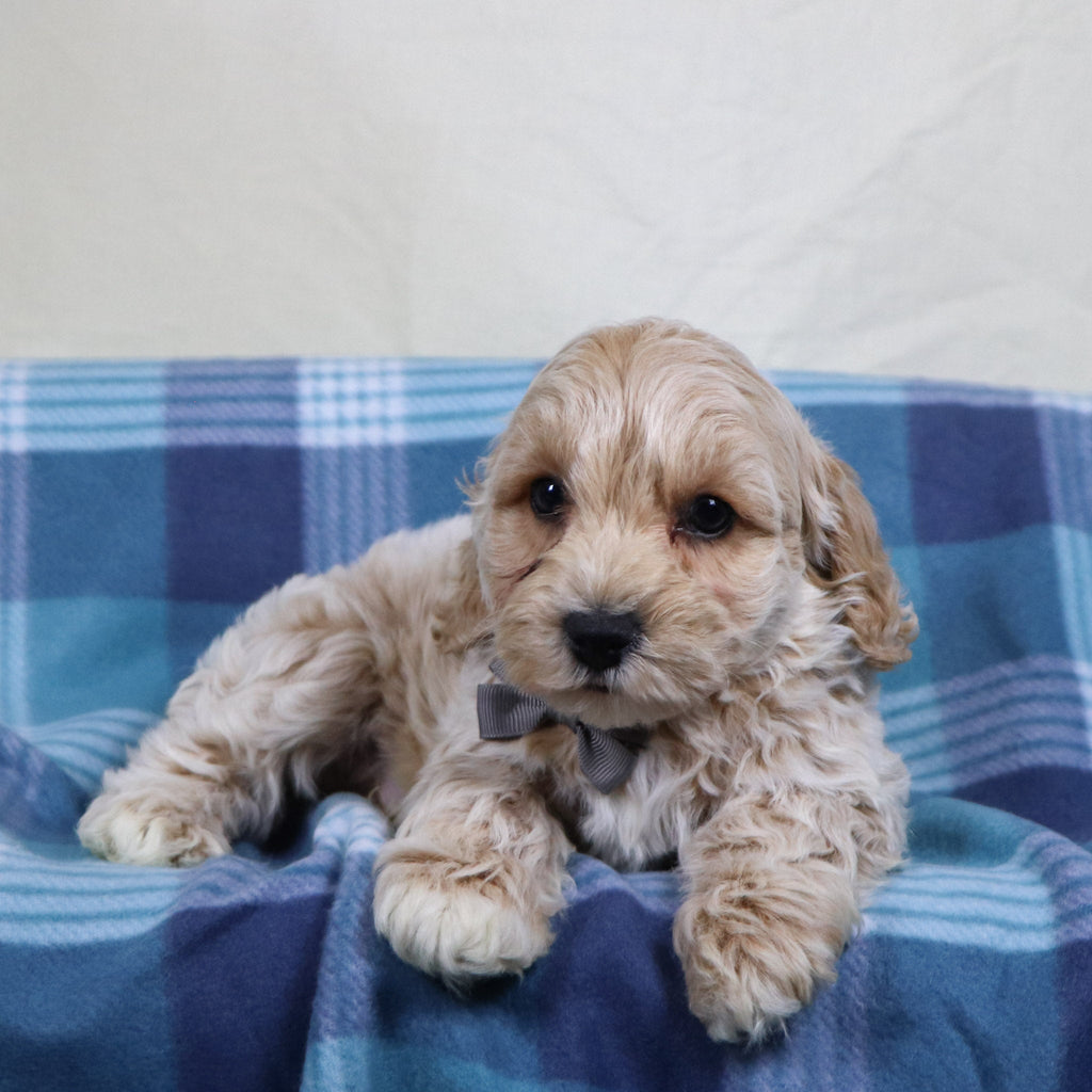 Sanford - Available 1/15