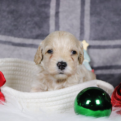 Sanford - Available 1/14