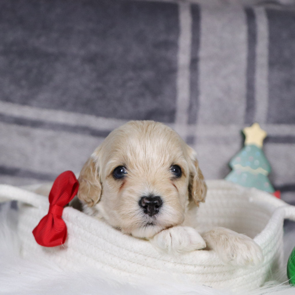 Sanford - Available 1/15