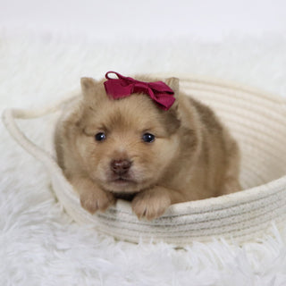 Sara - Available 11/19