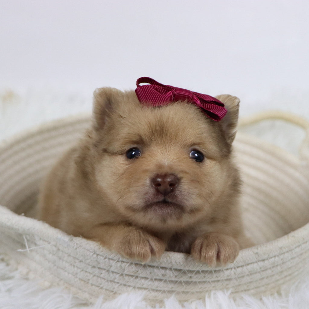 Sara - Available Now