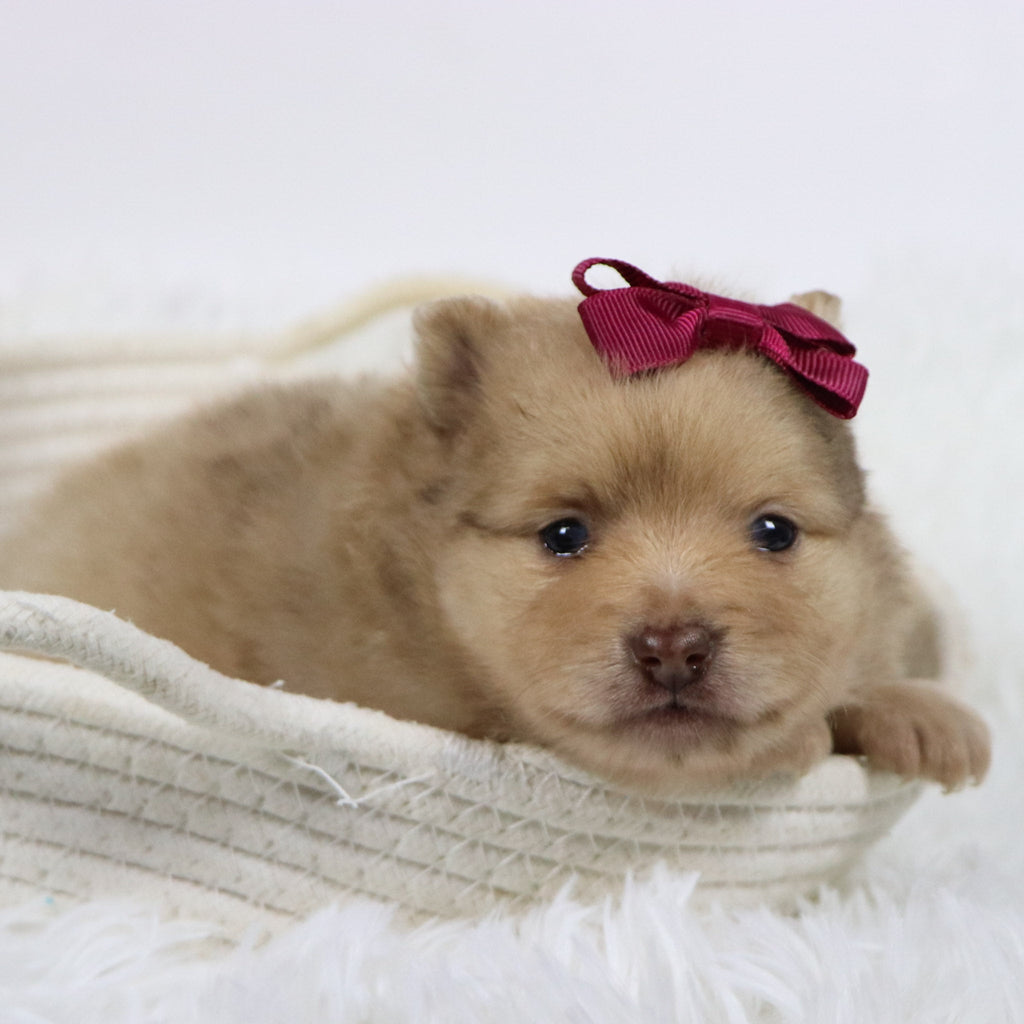 Sara - Available Now