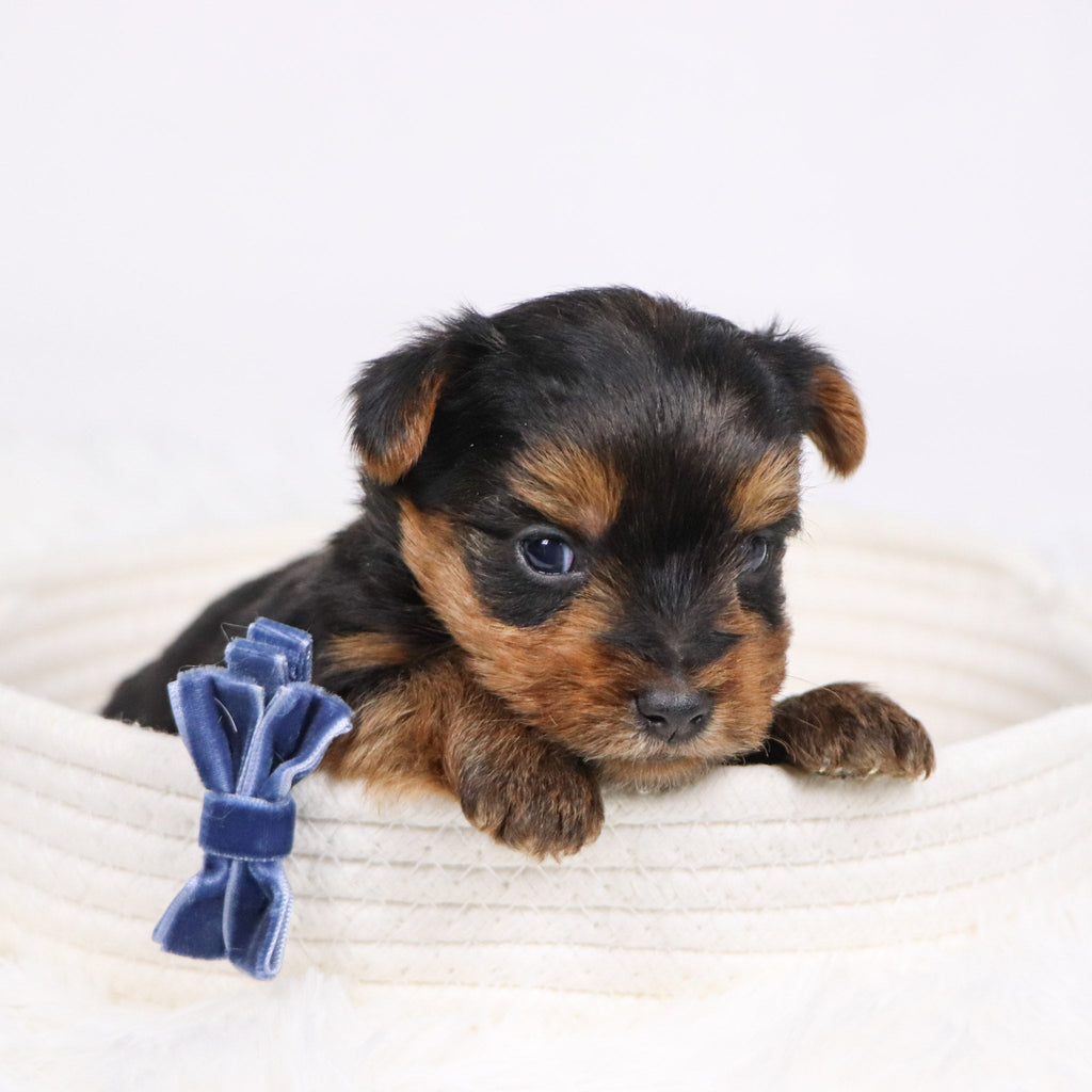 Sawyer - Available 12/17